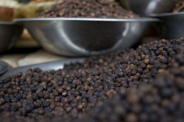 Kara biber Mısır Satılık