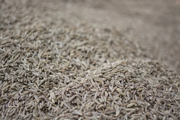 Dried  Cumin seeds — Stock Photo, Image