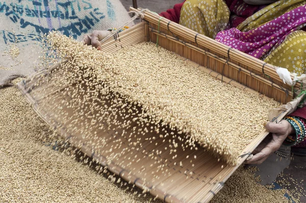 Coriander is being cleaned — Stock Photo, Image