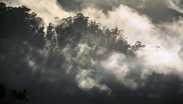 Misty morning in Ooty, Tamilnadu, India — Stock Photo, Image