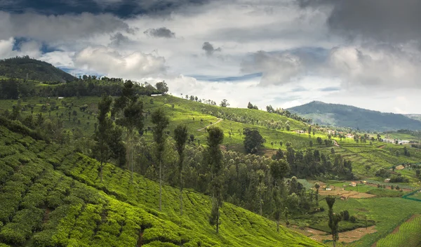 Agricultural land in Nilgiris near Ooty, Tamilnadu, India — Stock Photo, Image