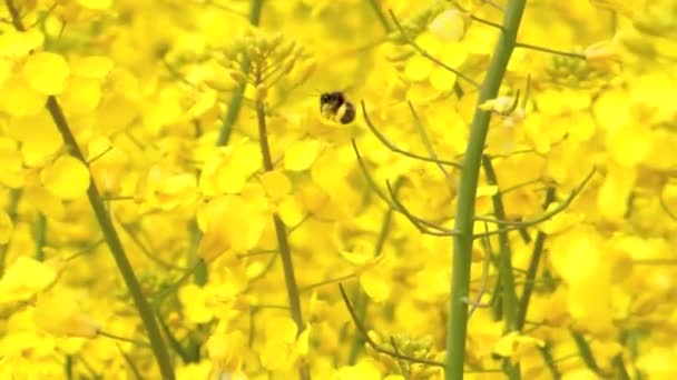 Abelha voando no campo de colza — Vídeo de Stock