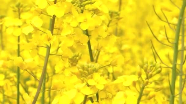 Bee in Rapeseed Field — Stock Video