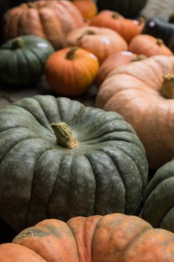 Turuncu ve yeşil Cinderella kabaklar