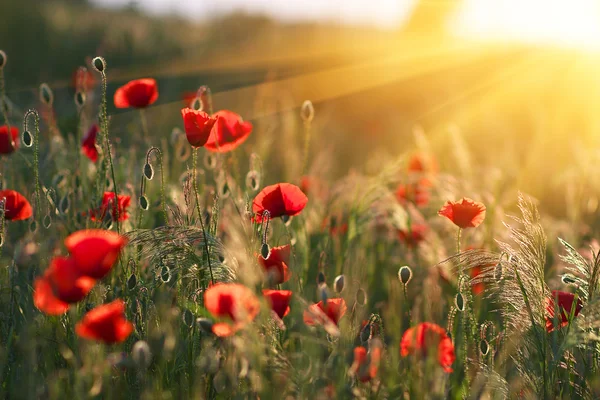 Güneşin kırmızı haşhaş