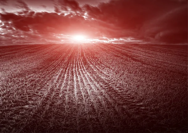 Dark field crops — Stock Photo, Image