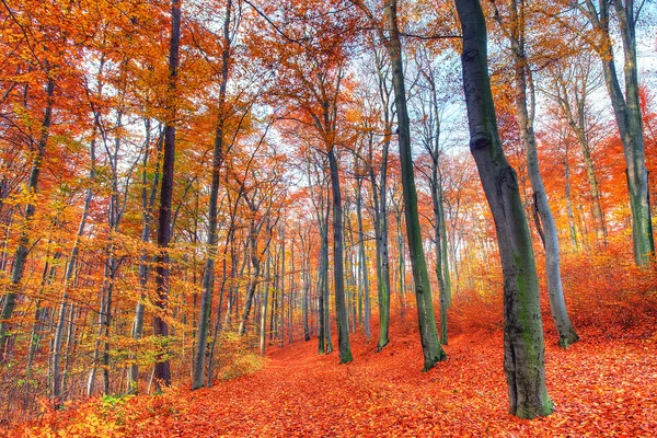 Schöne herbstliche Waldlandschaft — Stockfoto