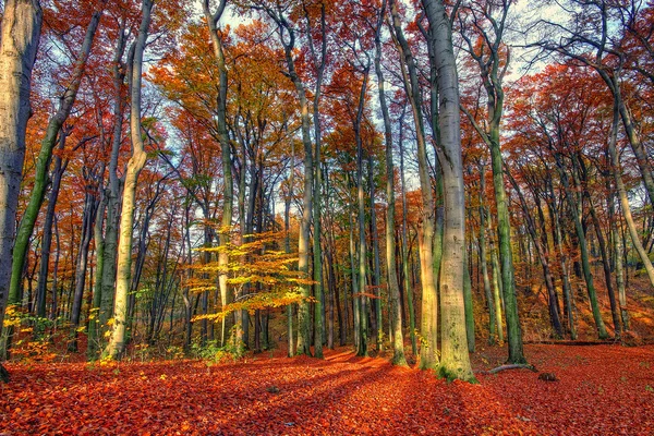 Beau paysage forestier d'automne — Photo