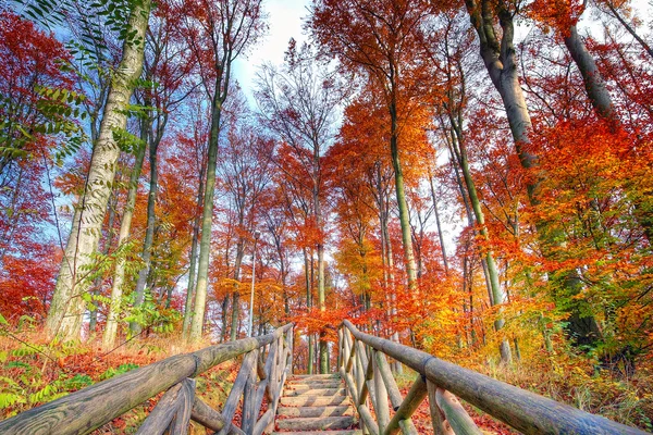 Bela paisagem floresta outono — Fotografia de Stock