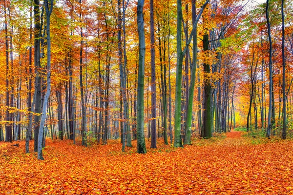 Schöne herbstliche Waldlandschaft — Stockfoto