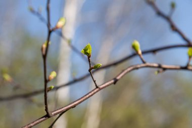 Ahududu ağacının kahverengi bir sarmaşığının yakın çekimi çiçek açan tomurcukları ve açık mavi gökyüzüne karşı yeşil parlak çentikli yapraklar filizleniyor. Doğanın ilkbaharda uyanışı.
