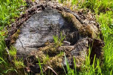 Güneşli bir yaz gününde yaşlı kahverengi kütük yosunla kaplanmış ve yeşil yemyeşil çimlerle kaplanmış. Balta izleri olan yaşlı bir ağaç..