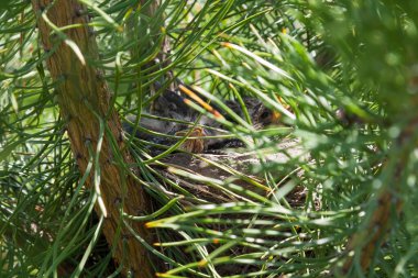 Güneşteki yeşil kozalaklı bir kozalakta yaşayan genç civcivler açık sarı gagalı anne ve babaları öğle yemeği için solucan ya da böcek getirdiğinde yiyecek ister ve beklerler..