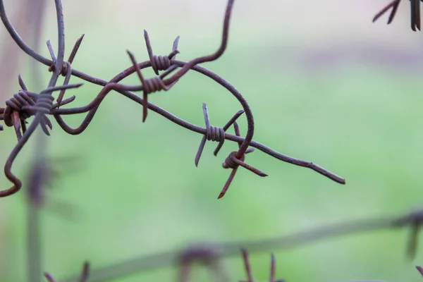 Sivri Uçlu Demirden Çiviler Yeşil Çimenlerin Arka Planında Metal Çitlerin — Stok fotoğraf