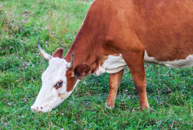 Yeşil otların üzerinde boynuzları olan kahverengi inek çayırda otlar ve yer. Çiftçilik ve tarım ve süt üretimi.