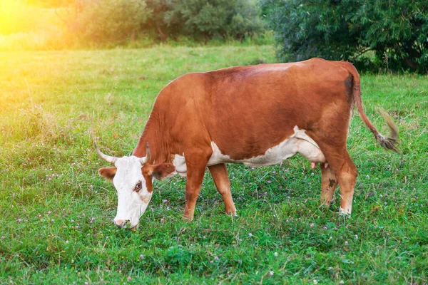 Vaca Marrón Con Cuernos Sobre Hierba Verde Pastan Prado Comen — Foto de Stock