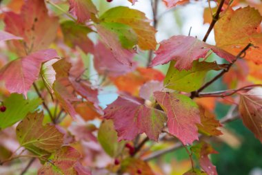 Bir sonbahar günü, ağaçta bir grup kırmızı Rowan 'a yakın çekim..