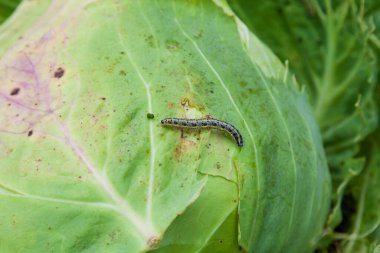 Yeşil lahana yapraklı tırtıl böcek bir bitkiyi yiyor. Tarım mahsulleri için bir bahçe belası ve bahçıvanların düşmanı..