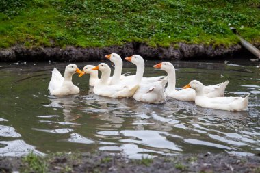 Bir ördek sürüsü ve sarı gagalı beyaz kaz sürüsü bir yaz günü yeşil otların arka planına karşı kendilerini sıcaktan korur..