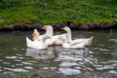 Bir ördek sürüsü ve sarı gagalı beyaz kaz sürüsü bir yaz günü yeşil otların arka planına karşı kendilerini sıcaktan korur..