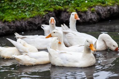 Bir ördek sürüsü ve sarı gagalı beyaz kaz sürüsü bir yaz günü yeşil otların arka planına karşı kendilerini sıcaktan korur..