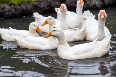 Bir ördek sürüsü ve sarı gagalı beyaz kaz sürüsü bir yaz günü yeşil otların arka planına karşı kendilerini sıcaktan korur..