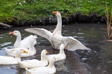 Bir ördek sürüsü ve sarı gagalı beyaz kaz sürüsü bir yaz günü yeşil otların arka planına karşı kendilerini sıcaktan korur..