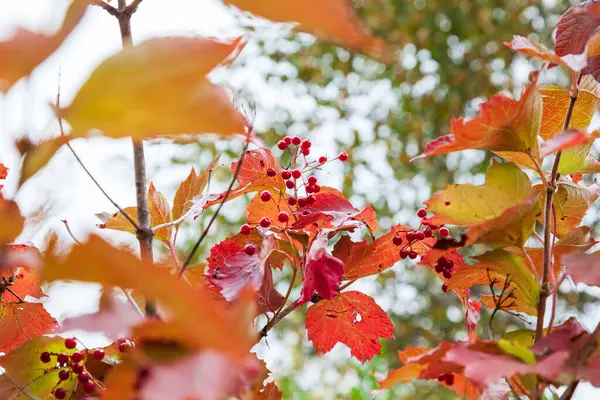 Close Bunch Red Rowan Tree Autumn Day Fall — Stock Photo, Image