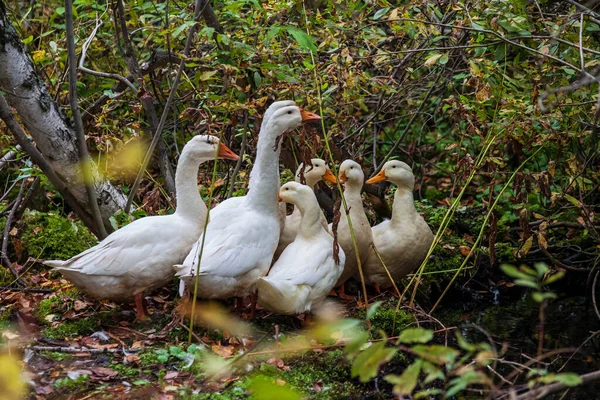 Een Groep Witte Eenden Ganzen Met Gele Snavels Het Herfstbos — Stockfoto