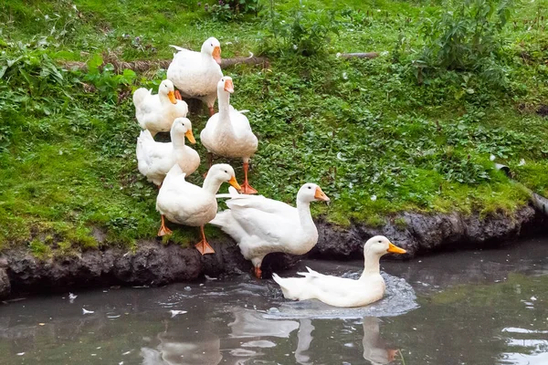 夏天的一天 一只长着橙色喙和爪子的鸭子和鹅在一个有泥水的人工池塘里走进农场 — 图库照片