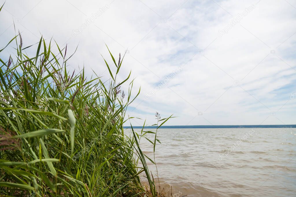 Part of the shore with green bushes with reeds close-up on the background of water on an early summer day on the river, fishing rest.