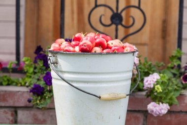 Meyve suyu veya reçel yapmak için köyde sonbaharda toplanan, bahçedeki çiçeklerin arka planına bir kova olgun kırmızı küçük Ranetka elması yakın plan..