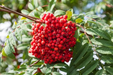 Bahçede bir sonbahar günü, dallarında parlak kırmızı böğürtlen demetleri ve yeşil uzun çentikli yaprakları olan Rowan ağacı. Not defterleri, takvimler ve gönderiler için arkaplan.