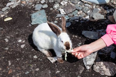 Beyaz, yumuşak ve kabarık kulaklı bir tavşan arka ayakları üzerinde duruyor ve dışarıdaki ellerden lahana yiyor. Vahşi doğadaki hayvanlar..