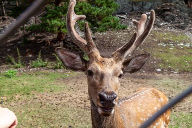 Yazın, erkek kahverengi bir geyiğin kafasına yakın bir şekilde ormanda yerde yatar. Kaçak avcılık ve avcılık.