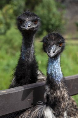 Devekuşlarından oluşan iki kafaya yakın çekim ve büyük bir gaga, kırmızı gözler ve uzun bir boyun. Vahşi hayvanlar ve nadir bulunan Kırmızı Kitap türleri..
