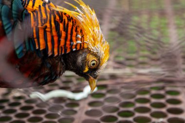 Çok renkli tüyleri olan altın sülün. Nadir ve güzel kuşlar.