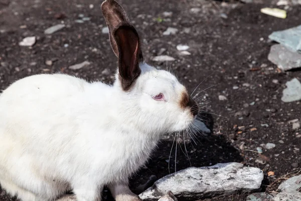 Close-up on a white soft and fluffy hare with big ears gallops on the ground in nature outside. Animals in the wild.