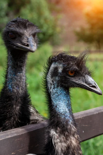 close-up on two heads of black wild ostriches and a large beak, red eyes and a long neck. wild animals and rare species from the Red Book.