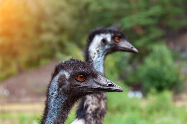 close-up on two heads of black wild ostriches and a large beak, red eyes and a long neck. wild animals and rare species from the Red Book.