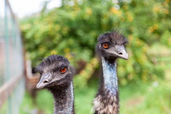 close-up on two heads of black wild ostriches and a large beak, red eyes and a long neck. wild animals and rare species from the Red Book.