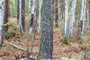 Sıcak bir yaz gününde ağaçlarda tuzlu yosun bulunan huş ağaçları. Bir sürü ağacın olduğu pitoresk bir manzara..