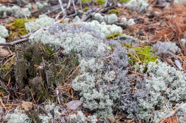 Mavi yosunlara yakın plan. Ormanda, çimlerin ve ağaçların arasında. İç tasarım için doğal dekoratif malzemeler.