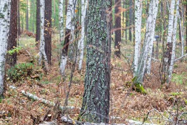 Sıcak bir yaz gününde ağaçlarda tuzlu yosun bulunan huş ağaçları. Bir sürü ağacın olduğu pitoresk bir manzara..