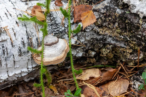 Close White Woody Mushroom White Birch Fallen Ground Autumn Food — Stock Photo, Image