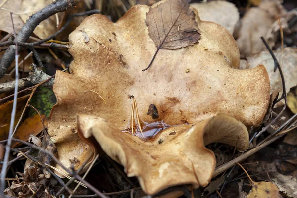 Close Large Mushroom Beige Cap Hidden Autumn Leaves Spruce Needles — Stock Photo, Image