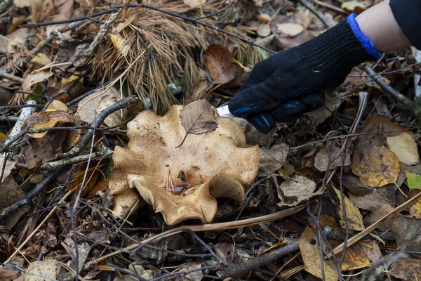 Close Hand Man Knife Cutting Large Mushroom Beige Cap Hidden — Stock Photo, Image