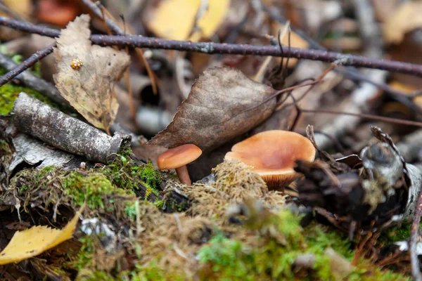 Close Small Mushroom Brown Cap Hidden Autumn Leaves Spruce Needles — Stock Photo, Image