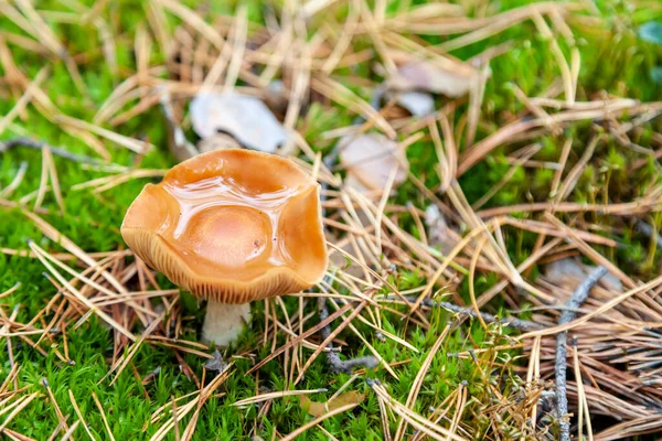 Close Big Mushroom Brown Cap Hidden Autumn Leaves Spruce Needles — Stock Photo, Image