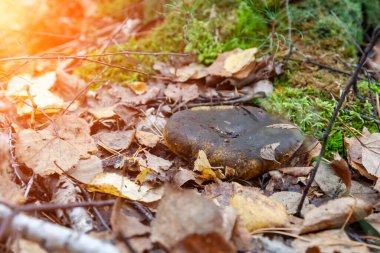 Güz yaprakları ve ağaçlardan düşen ladin iğnelerinin arasına gizlenmiş gri başlıklı büyük bir mantarın yakın çekimi. Yemek ve mantar toplama..